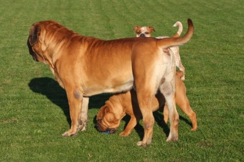 Continental Bulldogs Seeblickbulls 100903