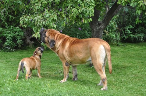 Continental Bulldogs Seeblickbulls 110901