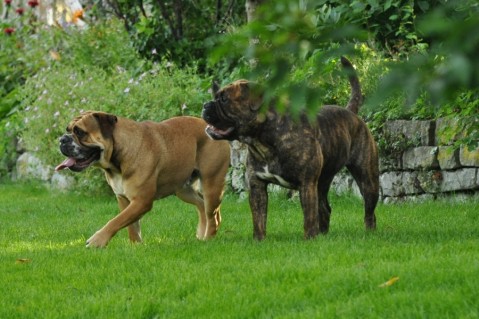 Continental Bulldogs Seeblickbulls 120723
