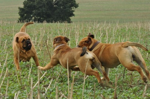 Continental Bulldogs Seeblickbulls 120825