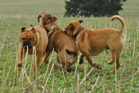 Continental Bulldogs Seeblickbulls 120826