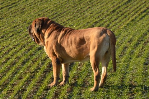 Continental Bulldogs Seeblickbulls 130104