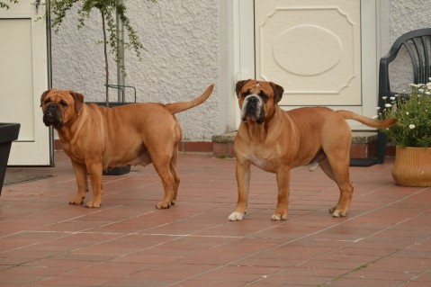 Continental Bulldogs Seeblickbulls 130718