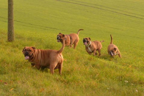 Continental Bulldogs Seeblickbulls 141114