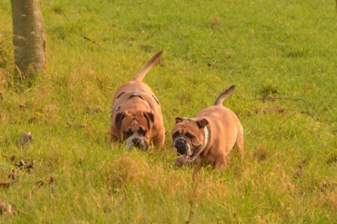 Continental Bulldogs Seeblickbulls 141124