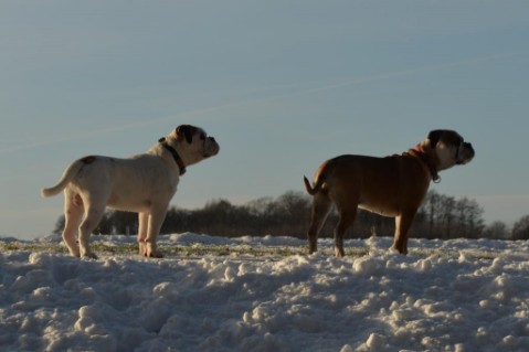 Continental Bulldogs Seeblickbulls 150201