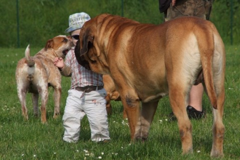 Continental Bulldogs Seeblickbulls 160327