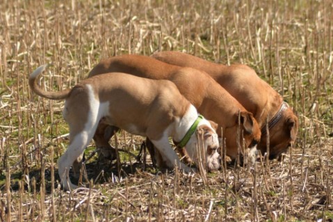 Continental Bulldogs Seeblickbulls 160401