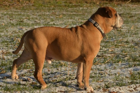 Continental Bulldog Seeblickbulls 070113