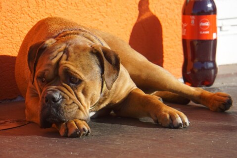 Continental Bulldog Seeblickbulls 240714