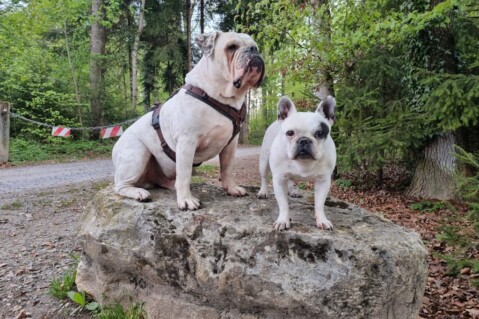 Continental Bulldog Seeblickbulls 241117